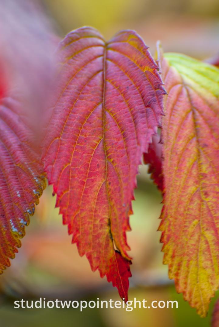 An Autumnal Assay - A Reddish Leaf with Bokeh Background