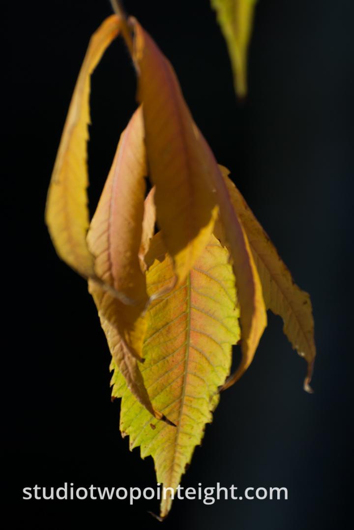 An Autumnal Assay - Browning Green Leaves on a Black Background