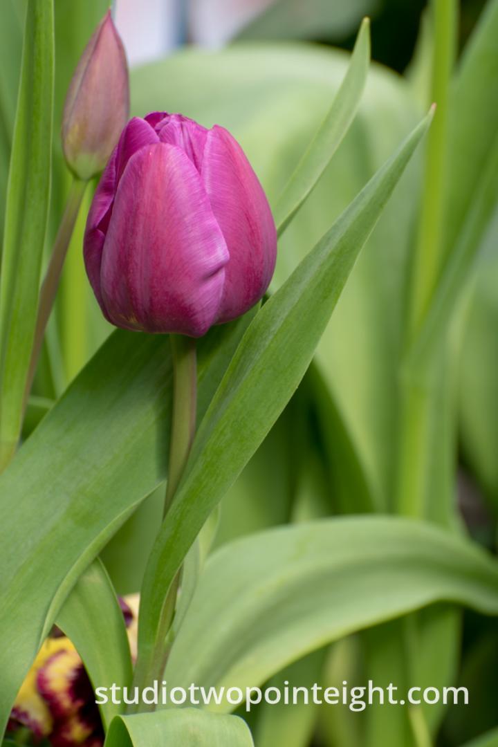 April Tulip Blossoms - A Fuschia Tulip Blossom Two Ways