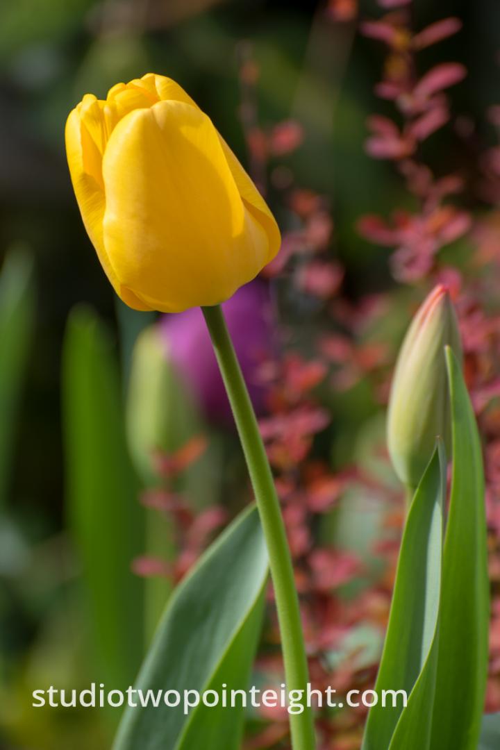 April Tulip Blossoms, A Yellow Tulip Next To A Red Bud