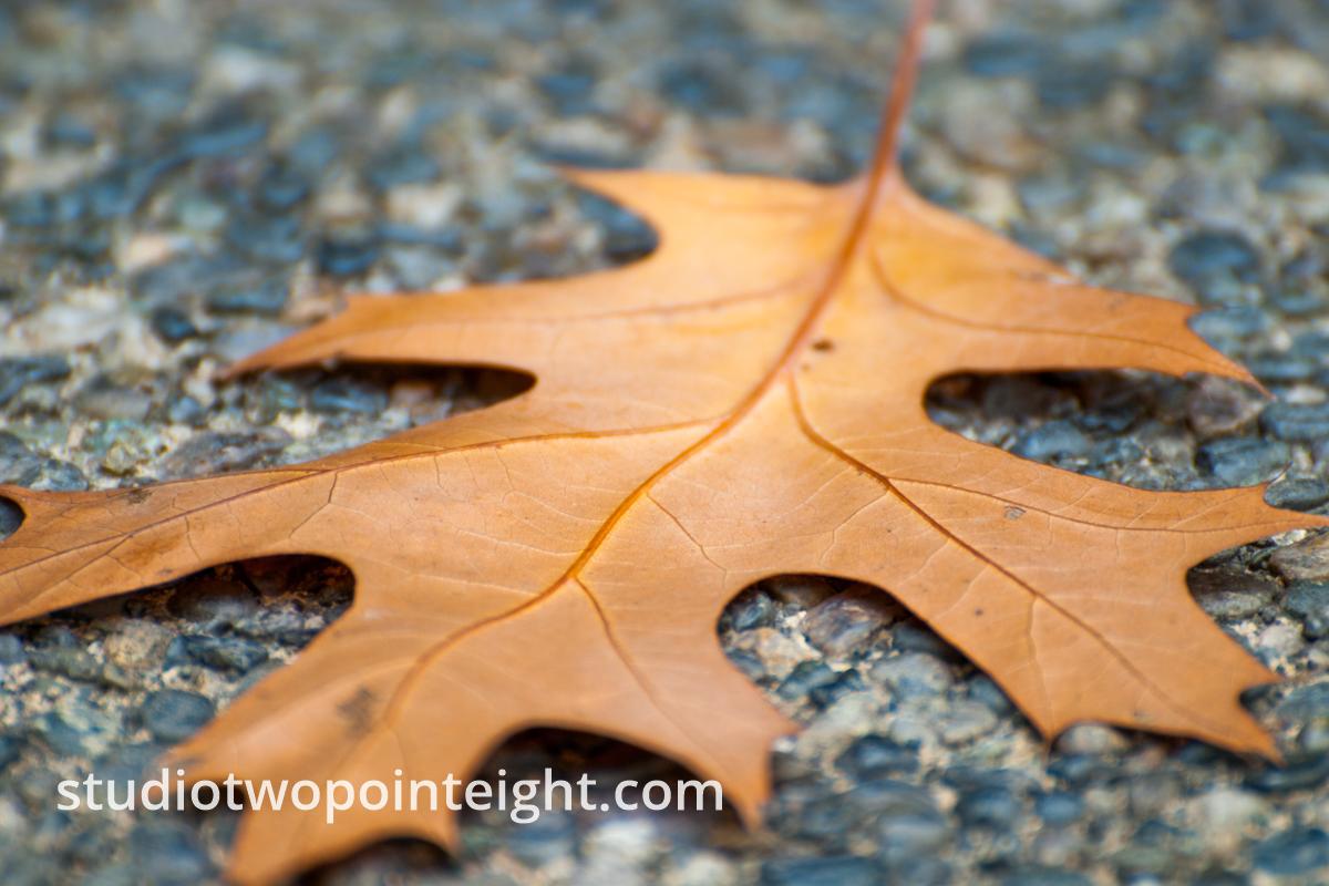 An Autumnal Assay - A Brown Leaf on Blue Gray Pavement