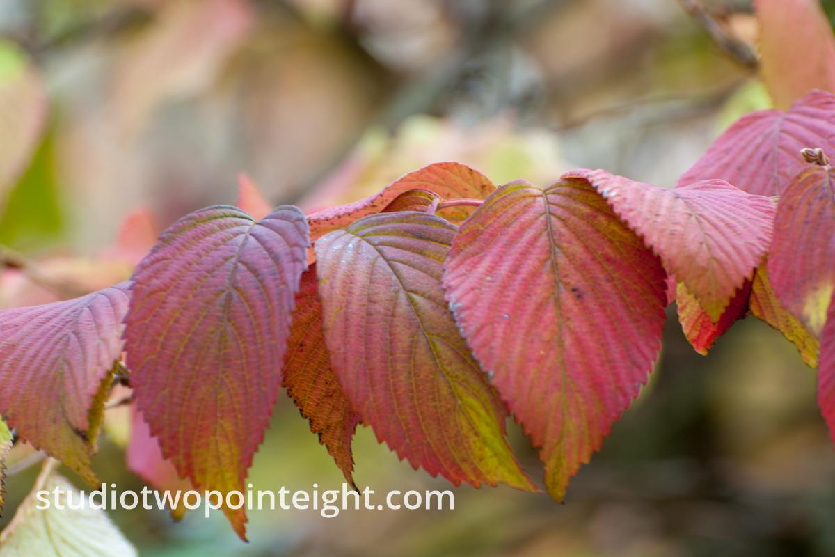 An Autumnal Assay - Reddish Leaves with Bokeh Background