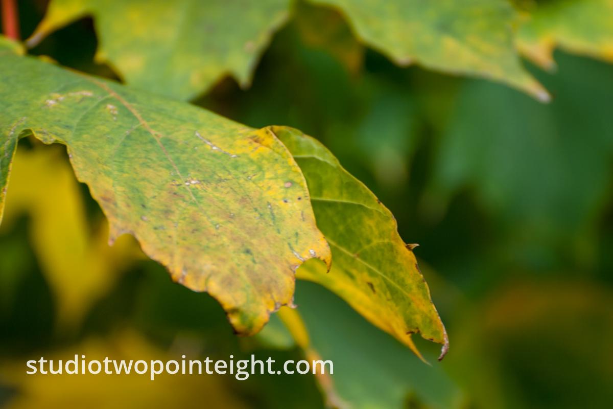An Autumnal Assay - An Asymmetrical Green Leaf Against A Bokeh Background