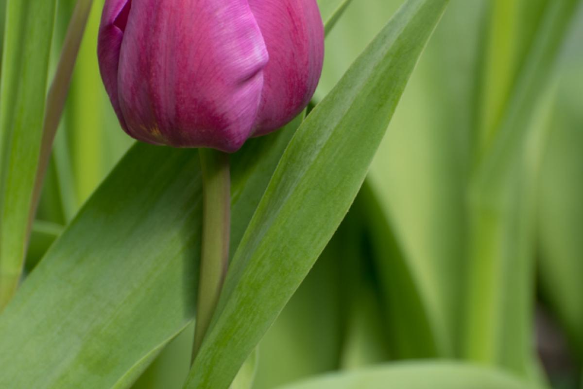 April Tulip Blossoms - A Fuschia Tulip Blossom Two Ways