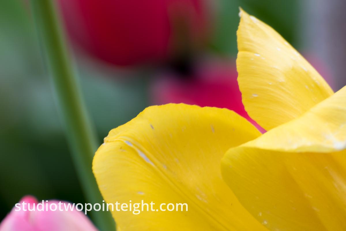 April Tulip Blossoms, A Yellow Tulip Macro Abstract