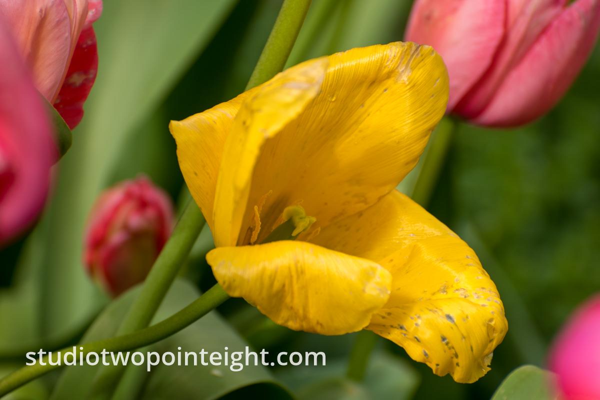 April Tulip Blossoms, A Fading Yellow Tulip Wider Perspective