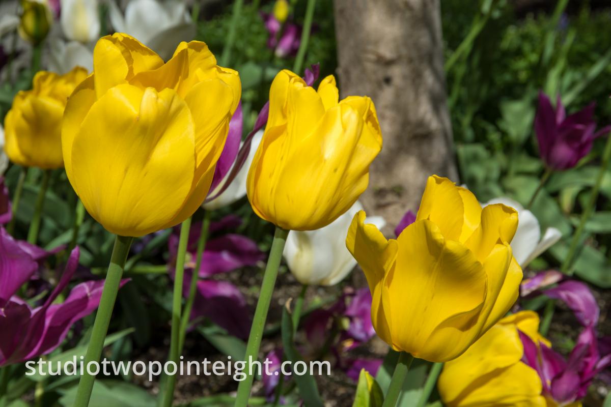 Studio 2.8 Tulip Blossoms 2020 April A Trio of Bright Yellow Blossoms
