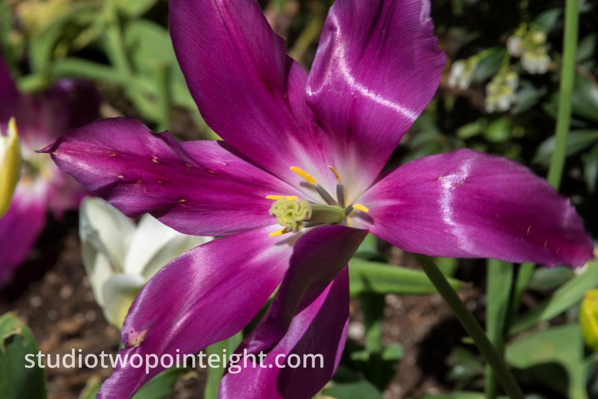 Studio 2.8 Tulip Blossoms 2020 April Purple Wide Open With Stamen