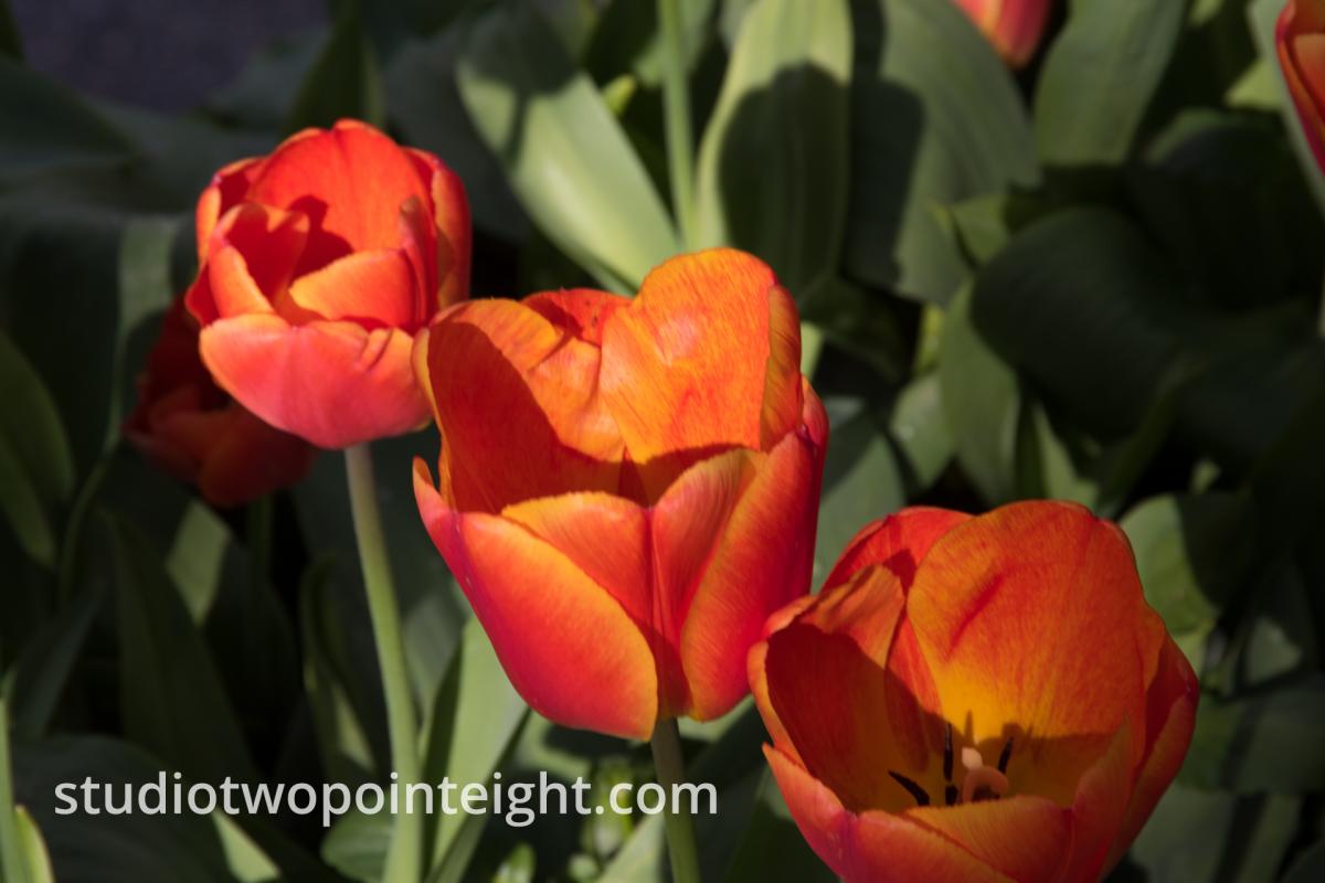 Studio 2.8 Tulip Blossoms 2020 April A Trio of Sienna Orange Blossom In Sun and Shade