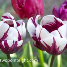 Studio 2.8 The Spring 2020 Pacific Northwest Tulip Season Is In Full Bloom