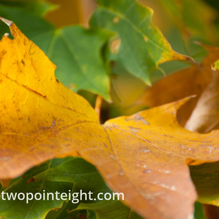 An Autumnal Assay - A Nestled Brown Leaf, Still On Its Stem