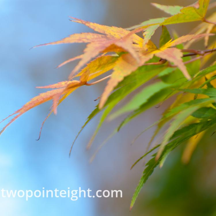 An Autumnal Assay - Asymmetrical Green and Brown Leaves Against Bokeh Blue Sky