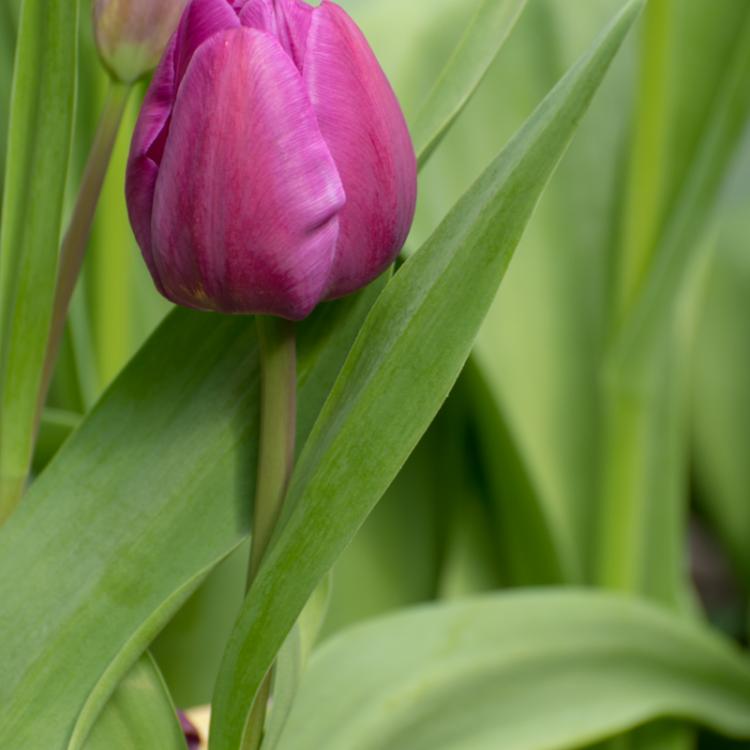 April Tulip Blossoms - A Fuschia Tulip Blossom Two Ways