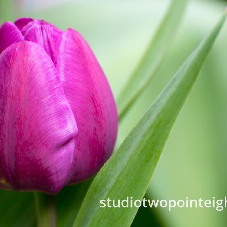April Tulip Blossoms - Two Wide Photograph Views of the Same Fuchsia Tulip