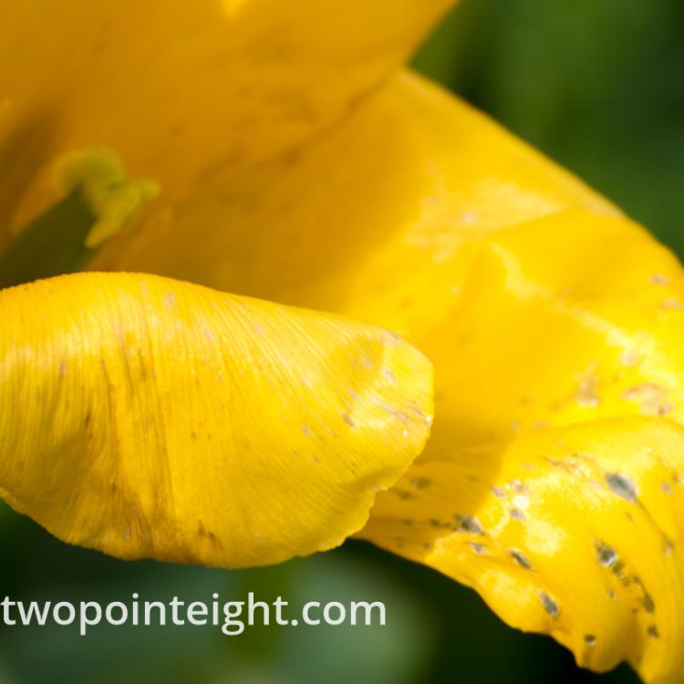 April Tulip Blossoms, A Yellow Tulip Macro Beyond Prime
