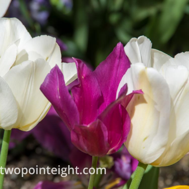 Studio 2.8 Tulip Blossoms 2020 April Another Blossom Trio This One Purple and White