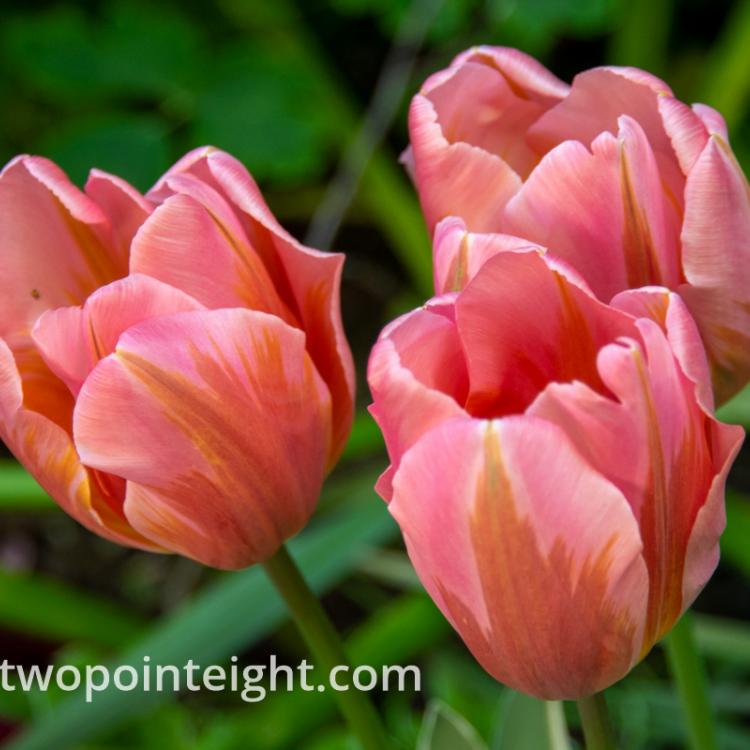 Studio 2.8 Tulip Blossoms 2020 May, A Trio of Late Season Glorious Pink and Sienna Tulip Blossoms During Evening Shade