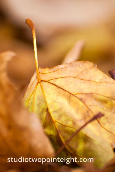 An Autumnal Assay - A Brown Leaf With Deep Bokeh