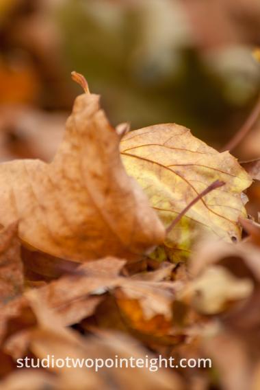 An Autumnal Assay - Multiple Brown Leaves With Bokeh Background