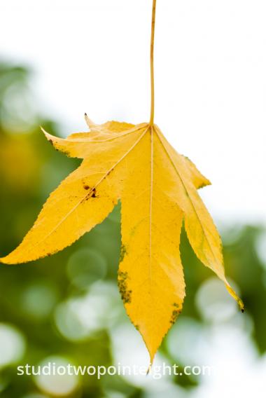 An Autumnal Assay - A Yellow Leaf with A White Bokeh Background
