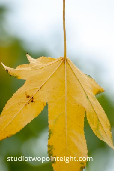An Autumnal Assay - Another Yellow Leaf with A White Bokeh Background
