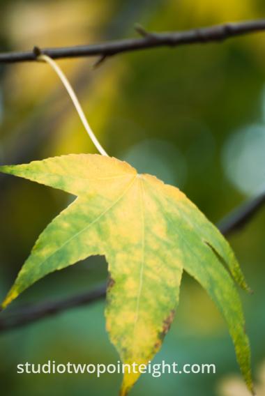 An Autumnal Assay - A Green Yellow Leaf Hanging From a Gray Branch