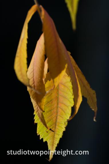 An Autumnal Assay - Browning Green Leaves on a Black Background