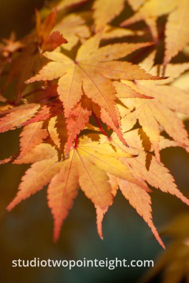 An Autumnal Assay - Browning Golden Leave in the Sunshine