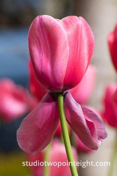 April Tulip Blossoms - A Red Tulip With Petals About To Fall Off