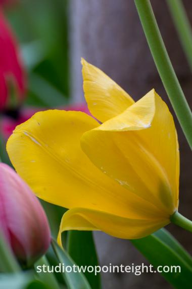 April Tulip Blossoms - A Yellow Tulip Off Axis
