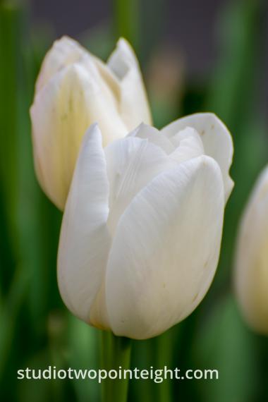 April Tulip Blossoms - White Tulips, One Behind Another
