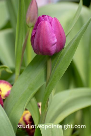 April Tulip Blossoms - A Fuschia Tulip Blossom Centered