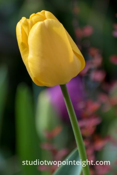 April Tulip Blossoms - A Yellow Tulip Blossom All Alone