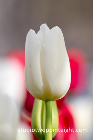 April Tulip Blossoms - A White Tulip Blossom On Its Stem With Red Blossoms Behind