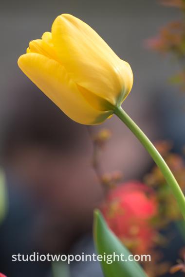 April Tulip Blossoms, Another Yellow Tulip Leaning Tower Of Pisa