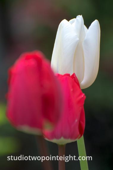 April Tulip Blossoms, A White Tulip Tucked Behind Red Ones