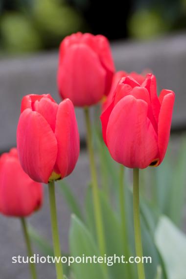April Tulip Blossoms, A Stand Of Red Tulip Blossoms