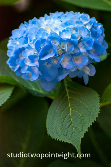 Studio 2.8 Summer Florals, An Azure Hydrangea Blossom Beneath Soft Summer Evening Light