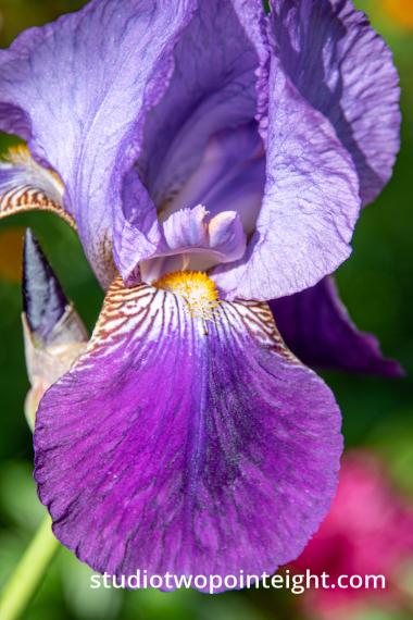 Studio 2.8, Spring 2020 Horticultural Season, Deep Fuschia Iris Blossom In Sunshine