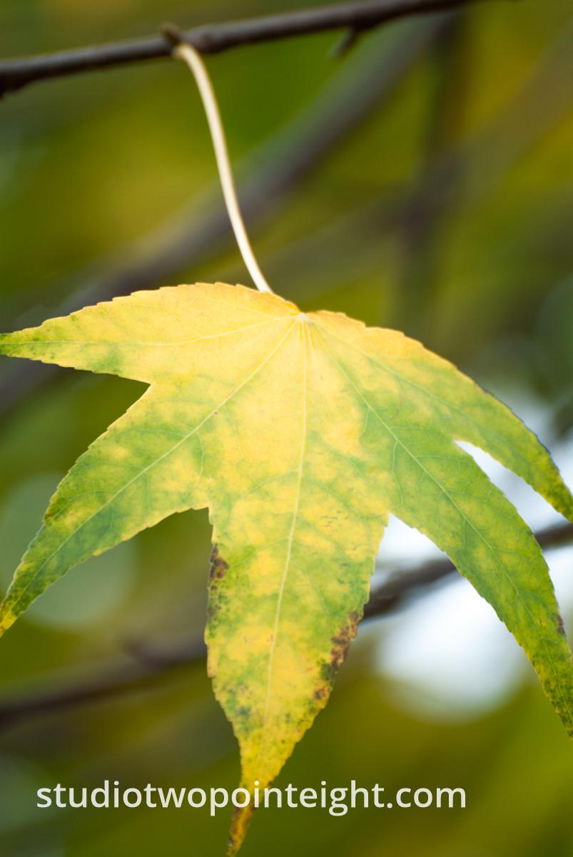 An Autumnal Assay - A Green Yellow Leaf Hanging From a Gray Branch