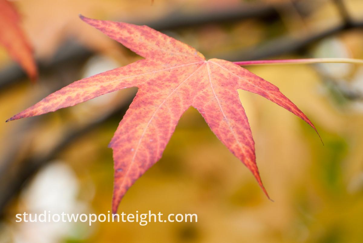 An Autumnal Assay - A Red and Yellow Leaf Against a Golden Bokeh Background