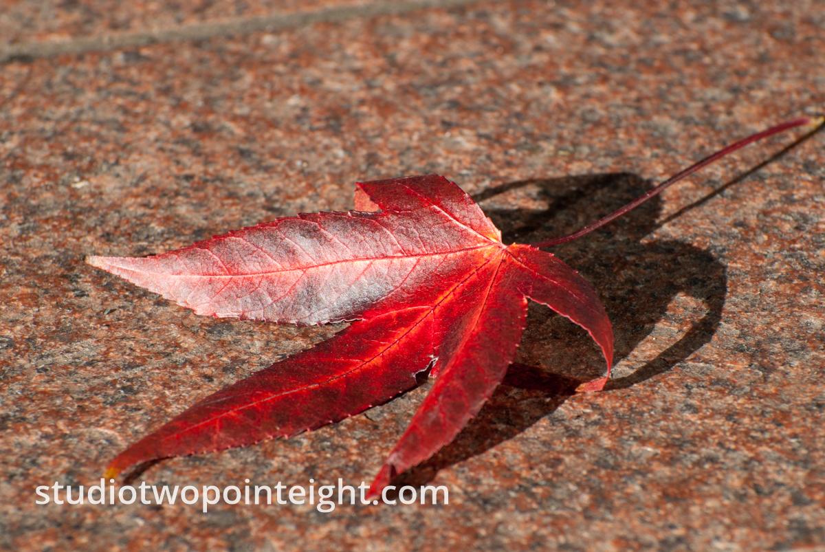 An Autumnal Assay - A Deep Red Leaf Fallen Onto Brown Pavement