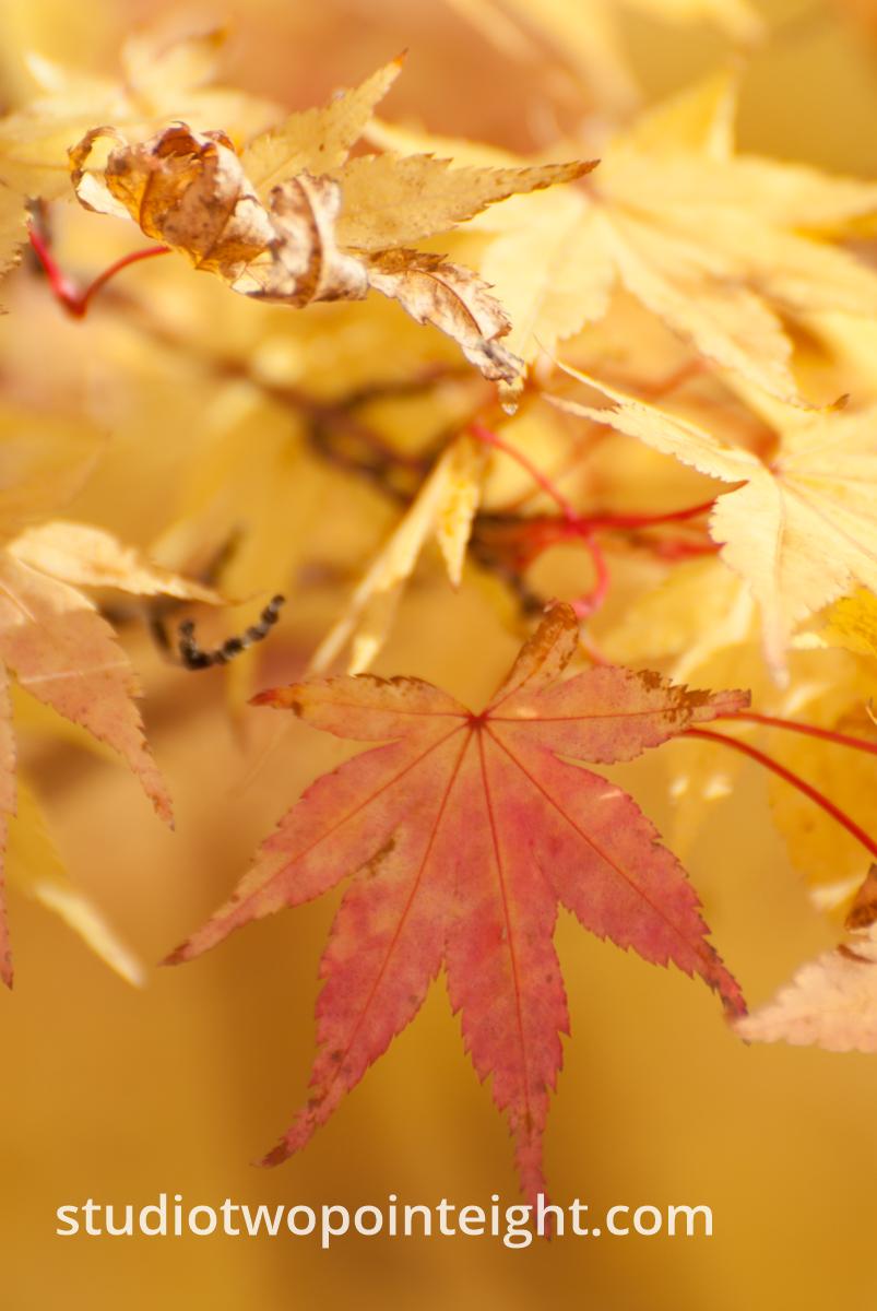 An Autumnal Assay - Yellow and Golden Browning Leaves Against Gold Bokeh Background